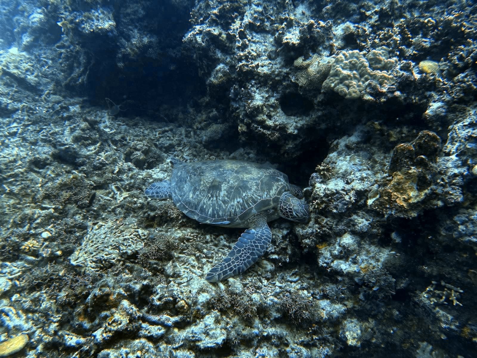 Underwater photo after SnapShark colour correction